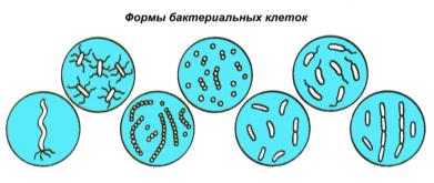 Бактерии