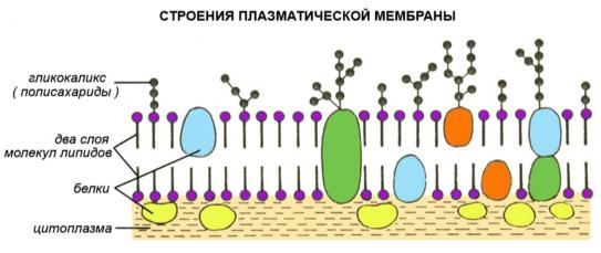 Строение плазматической мембраны