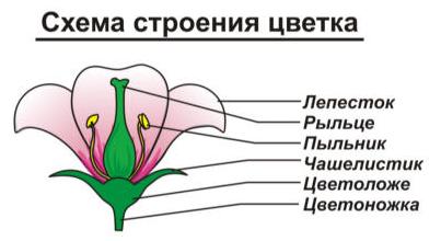 Покрытосеменные или цветковые растения