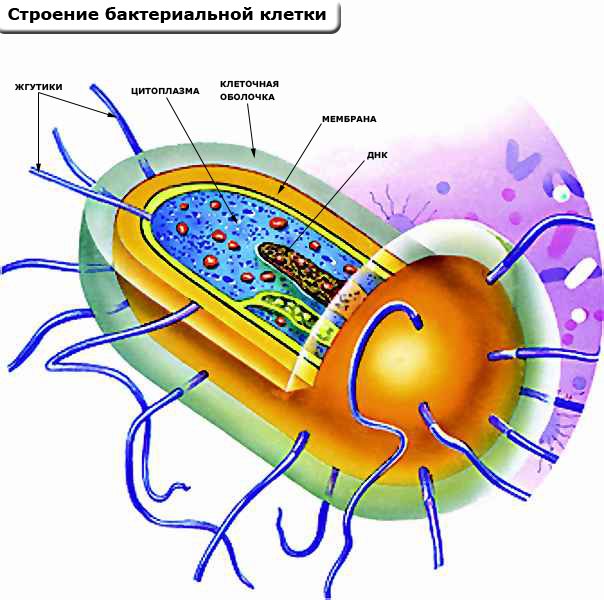Строение клеток бактерий