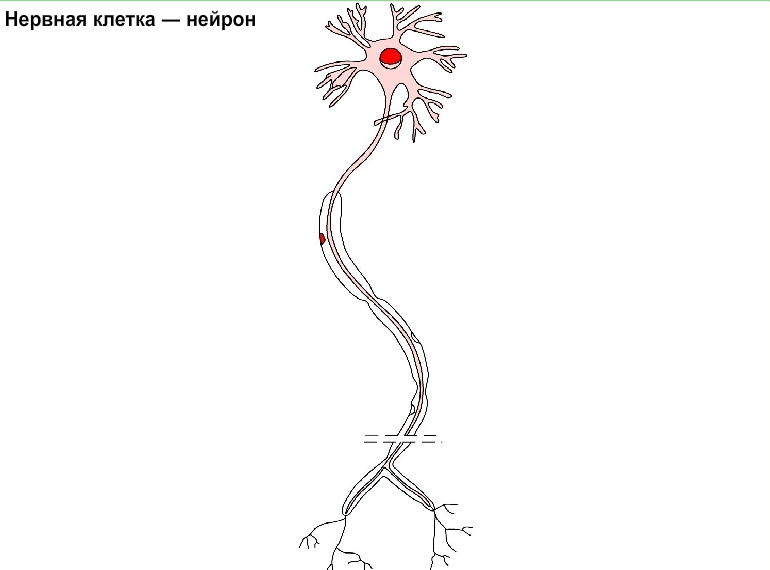 Нервная клетка — нейрон