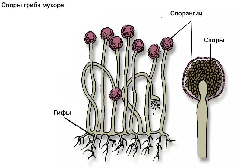 Споры гриба мукора
