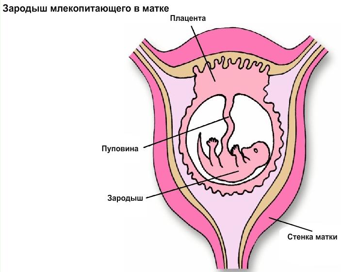Зародыш млекопитающего в матке