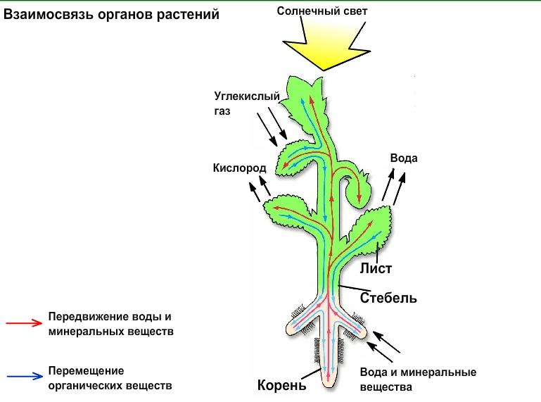Взаимосвязь органов растений