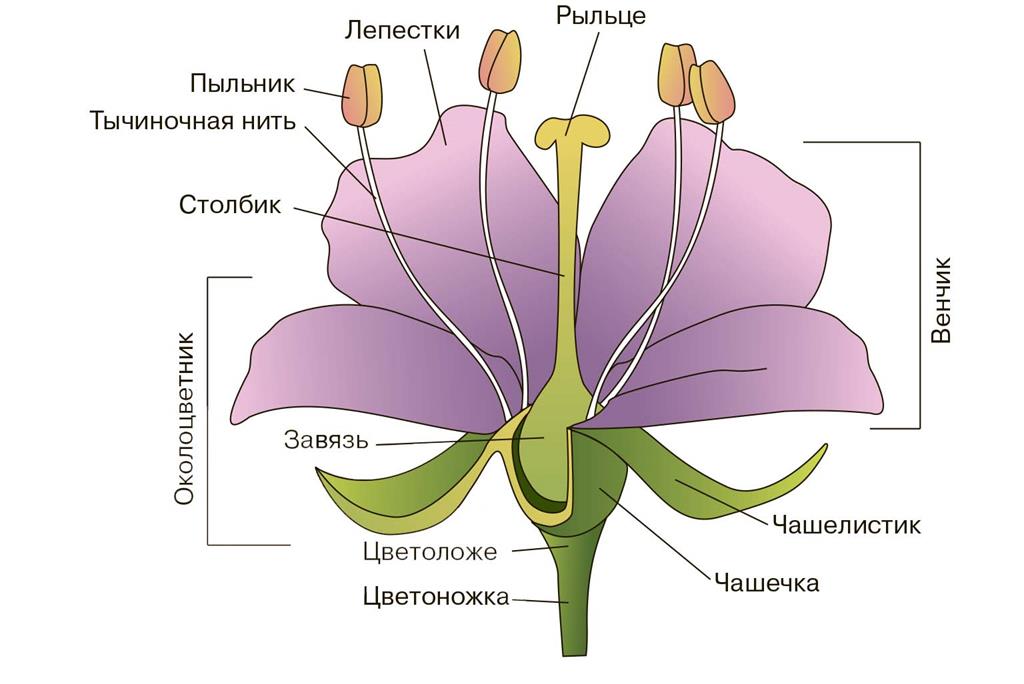 Строение и значение цветков. Биология 6 класс.