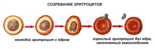 Функции крови и иммунитета
