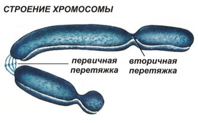 Строение хромосомы