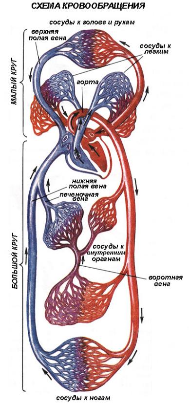 Схема кровообращения