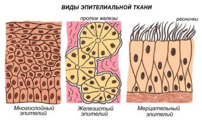 Виды эпитилеальной ткани