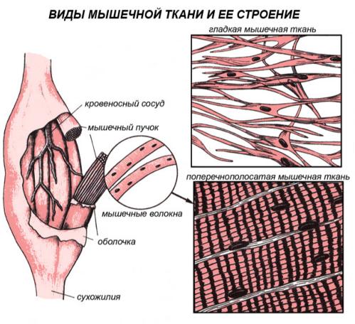 Виды мышечной ткани