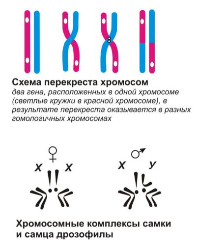 Сцепление наследования генов. Генетика пола.