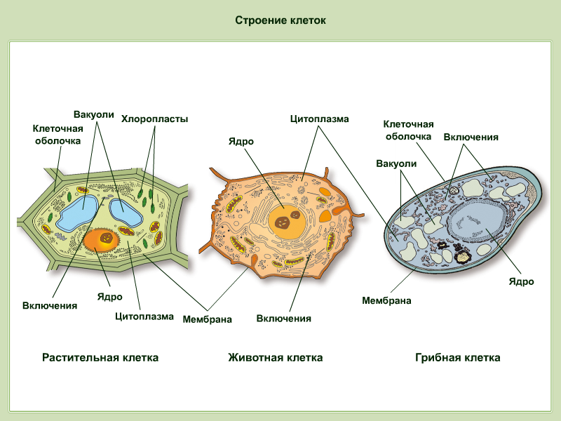 Строение клеток растений, животных и грибов